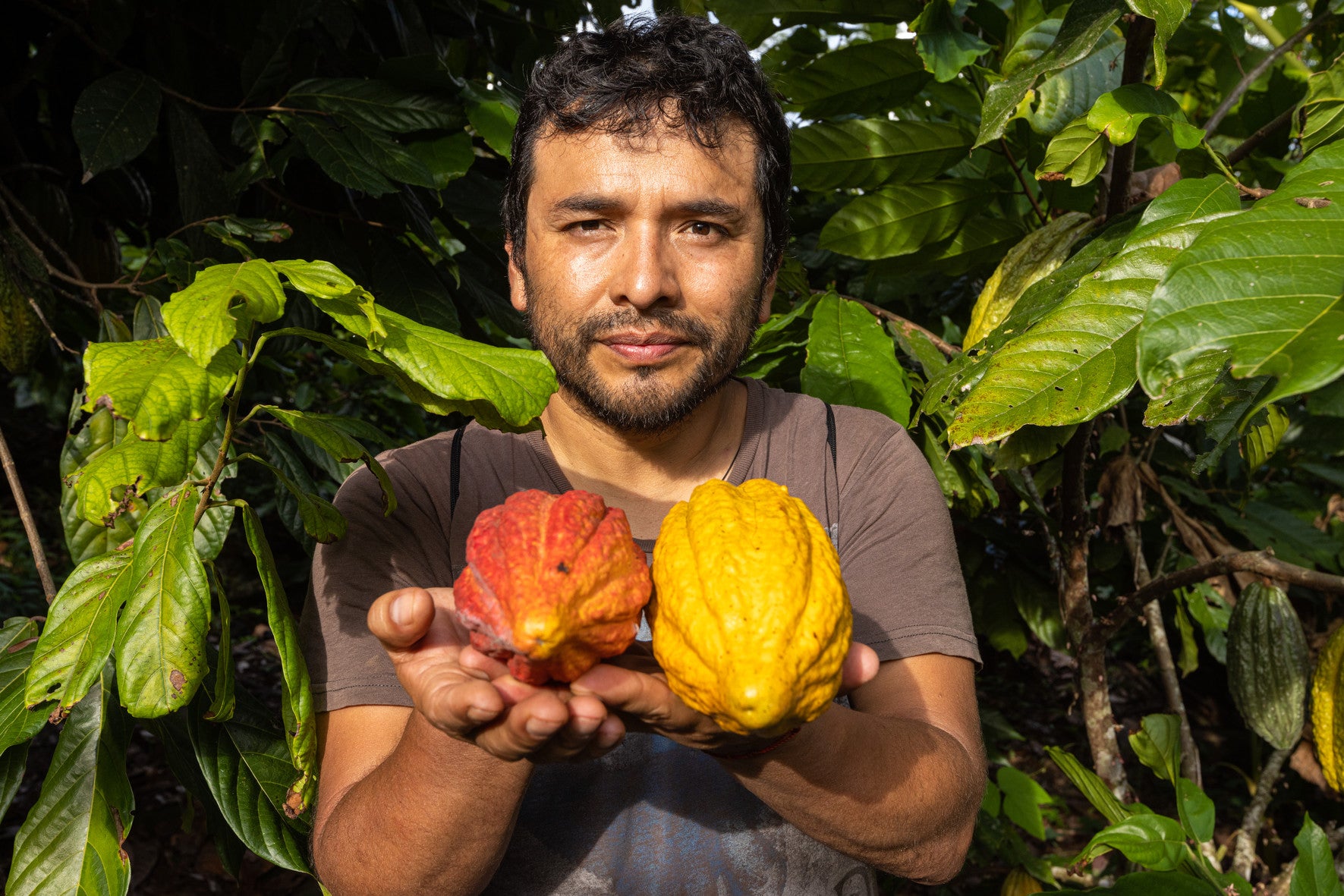 Modul 1 | Sonqo Cacao Course